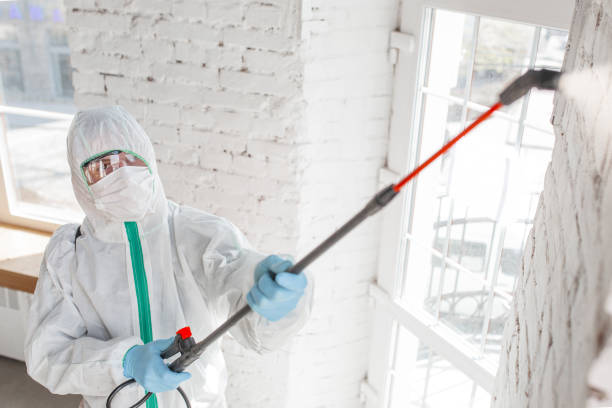 Globe, AZ Mold Removal Company