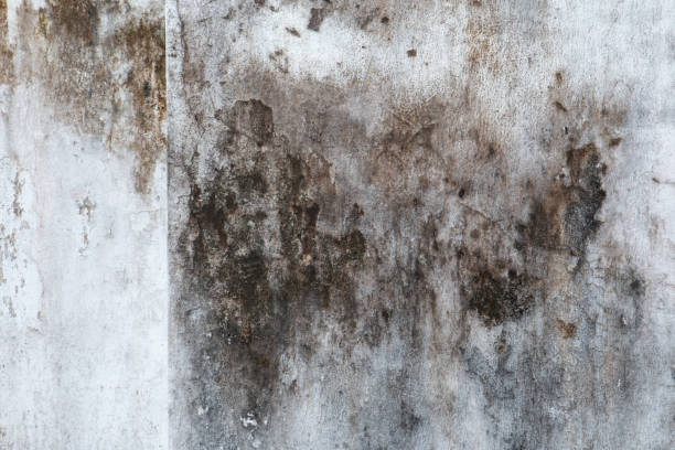 Best Environmental Consulting for Mold Prevention  in Globe, AZ