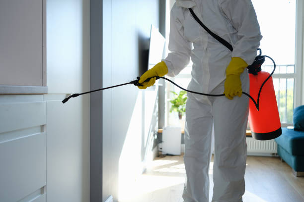 Best Black Mold Removal  in Globe, AZ
