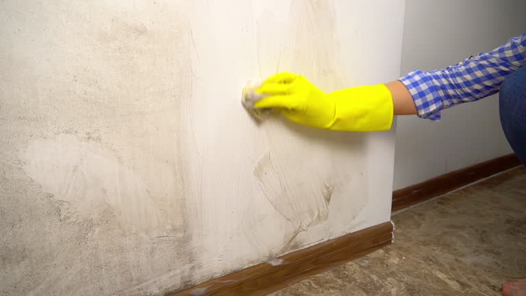 Mold Remediation for Vacation Homes in Globe, AZ