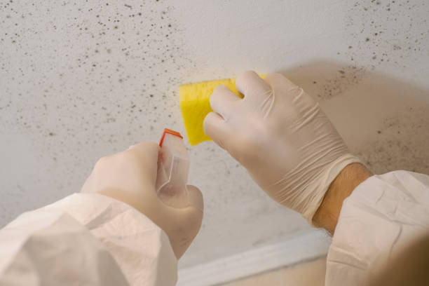 Best Mold Documentation for Insurance Claims  in Globe, AZ