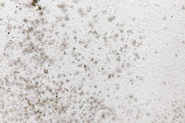 Best Mold Documentation for Insurance Claims  in Globe, AZ