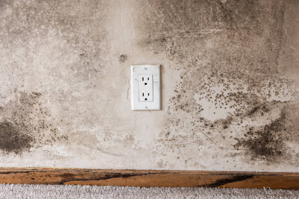 Best Attic Mold Removal  in Globe, AZ