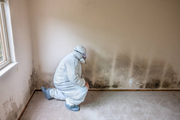 Best Basement Mold Removal  in Globe, AZ