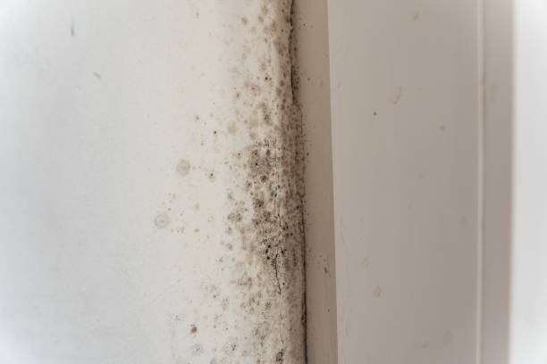 Best HVAC Mold Inspection and Cleaning  in Globe, AZ