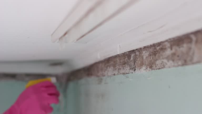  Globe, AZ Mold Removal Pros